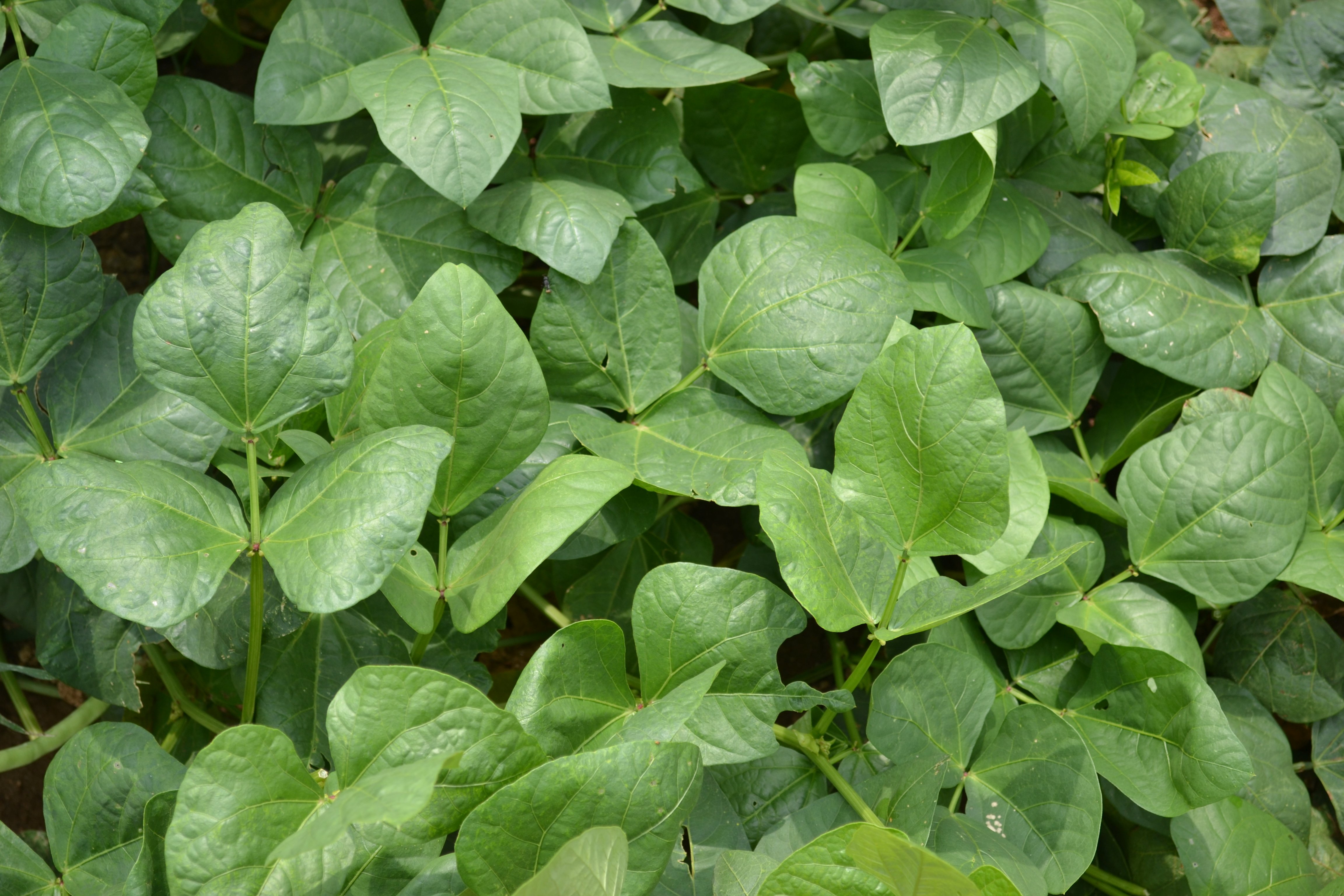 Fodder Cowpea